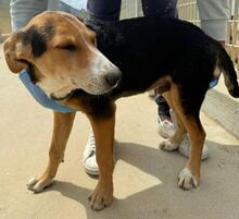 RIDER, Hund, Mischlingshund in Italien - Bild 22