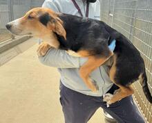 RIDER, Hund, Mischlingshund in Italien - Bild 23