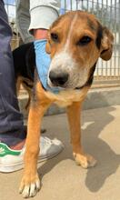 RIDER, Hund, Mischlingshund in Italien - Bild 24