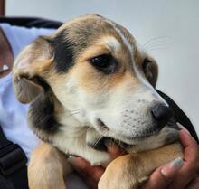 ROXY, Hund, Mischlingshund in Italien - Bild 15