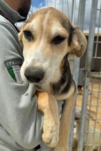 ROXY, Hund, Mischlingshund in Italien - Bild 16