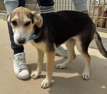 ROXY, Hund, Mischlingshund in Italien - Bild 17