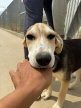ROXY, Hund, Mischlingshund in Italien - Bild 18