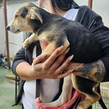 ROXY, Hund, Mischlingshund in Italien - Bild 19