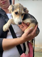 ROXY, Hund, Mischlingshund in Italien - Bild 20