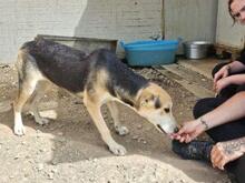 ROXY, Hund, Mischlingshund in Italien - Bild 6