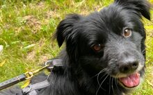 SIMMERL, Hund, Mischlingshund in Halle