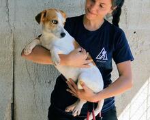 YAHTO, Hund, Mischlingshund in Italien - Bild 10