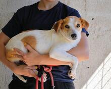 YAHTO, Hund, Mischlingshund in Italien - Bild 11