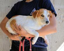 YAHTO, Hund, Mischlingshund in Italien - Bild 12