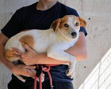 YAHTO, Hund, Mischlingshund in Italien - Bild 13