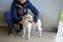 YAHTO, Hund, Mischlingshund in Italien - Bild 5
