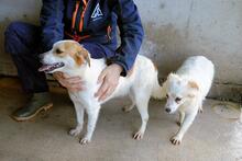 YAHTO, Hund, Mischlingshund in Italien - Bild 6