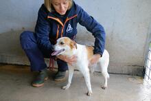 YAHTO, Hund, Mischlingshund in Italien - Bild 7