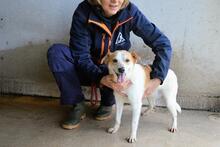 YAHTO, Hund, Mischlingshund in Italien - Bild 8