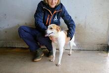 YAHTO, Hund, Mischlingshund in Italien - Bild 9