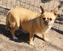 HANNA, Hund, Chihuahua-Mix in Weilheim