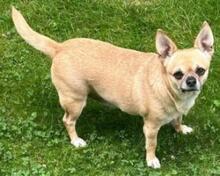 HANNA, Hund, Chihuahua-Mix in Weilheim - Bild 2