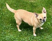 HANNA, Hund, Chihuahua-Mix in Weilheim - Bild 4