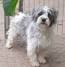 BIGO, Hund, Havaneser-Bichon à poil frisé-Mix in Sulzbach-Rosenberg