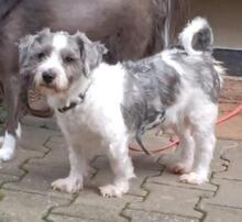 BIGO, Hund, Havaneser-Bichon à poil frisé-Mix in Sulzbach-Rosenberg - Bild 4