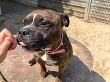 FRODO, Hund, American Staffordshire Terrier in Hamburg