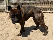 FRODO, Hund, American Staffordshire Terrier in Hamburg - Bild 3