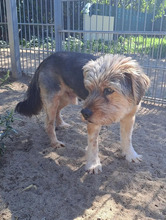 BILLY, Hund, Tibet Terrier-Mix in Hamburg - Bild 2