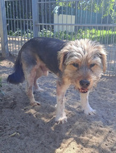 BILLY, Hund, Tibet Terrier-Mix in Hamburg - Bild 3