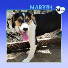 MARVIN, Hund, Mischlingshund in Bulgarien - Bild 3