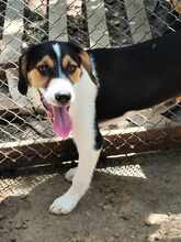 MARVIN, Hund, Mischlingshund in Bulgarien - Bild 4