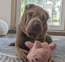 DAFFY, Hund, Shar Pei in Heideblick