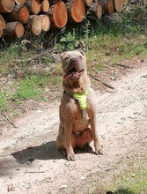 DAFFY, Hund, Shar Pei in Heideblick - Bild 10