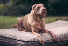 DAFFY, Hund, Shar Pei in Heideblick - Bild 2