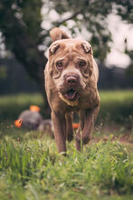 DAFFY, Hund, Shar Pei in Heideblick - Bild 3