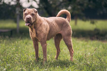 DAFFY, Hund, Shar Pei in Heideblick - Bild 4