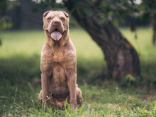 DAFFY, Hund, Shar Pei in Heideblick - Bild 5