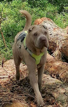 DAFFY, Hund, Shar Pei in Heideblick - Bild 6