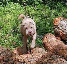 DAFFY, Hund, Shar Pei in Heideblick - Bild 9