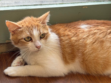 STELLA, Katze, Europäisch Kurzhaar in Bulgarien - Bild 13