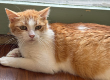 STELLA, Katze, Europäisch Kurzhaar in Bulgarien - Bild 14