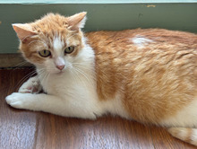 STELLA, Katze, Europäisch Kurzhaar in Bulgarien - Bild 15