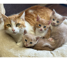 STELLA, Katze, Europäisch Kurzhaar in Bulgarien - Bild 16