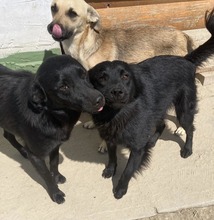 MACI, Hund, Mischlingshund in Ungarn - Bild 2