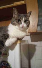 MARTHA, Katze, Europäisch Kurzhaar in Bulgarien - Bild 10