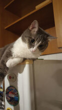 MARTHA, Katze, Europäisch Kurzhaar in Bulgarien - Bild 7