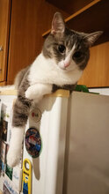 MARTHA, Katze, Europäisch Kurzhaar in Bulgarien - Bild 8