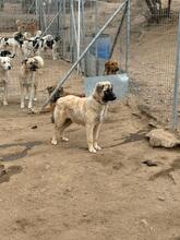 GRAYDY, Hund, Mischlingshund in Griechenland - Bild 2