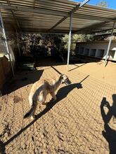 GRAYDY, Hund, Mischlingshund in Griechenland - Bild 3