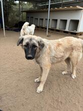 GRAYDY, Hund, Mischlingshund in Griechenland - Bild 4